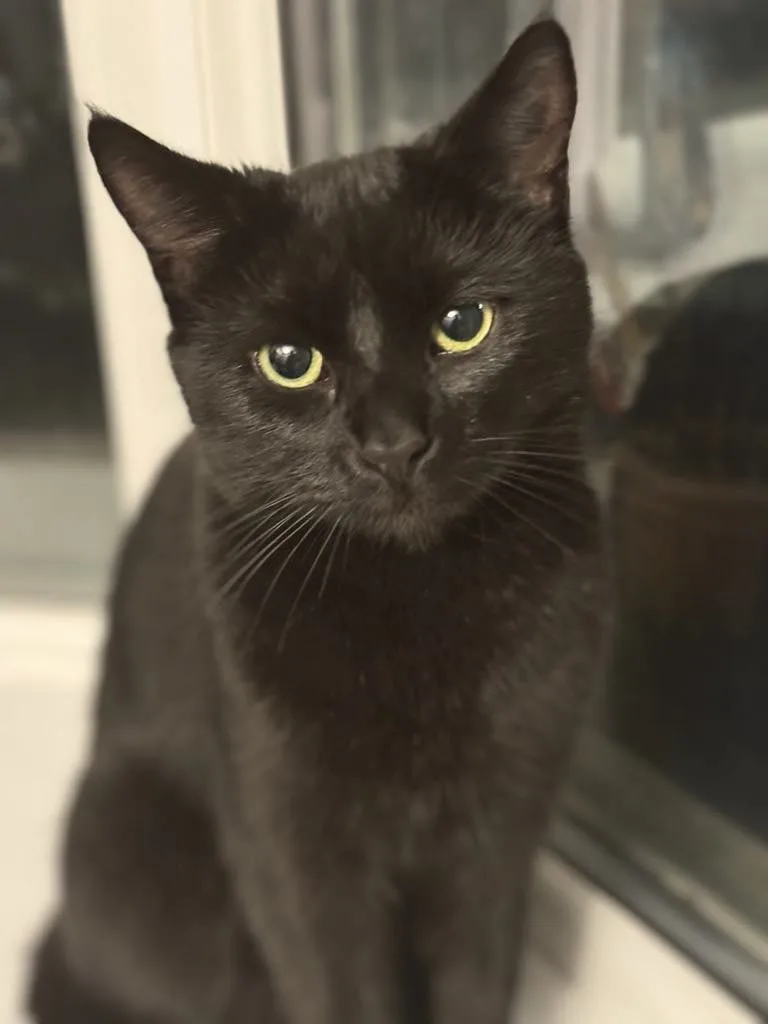 A black cat with pale green eyes looking straight at the camera