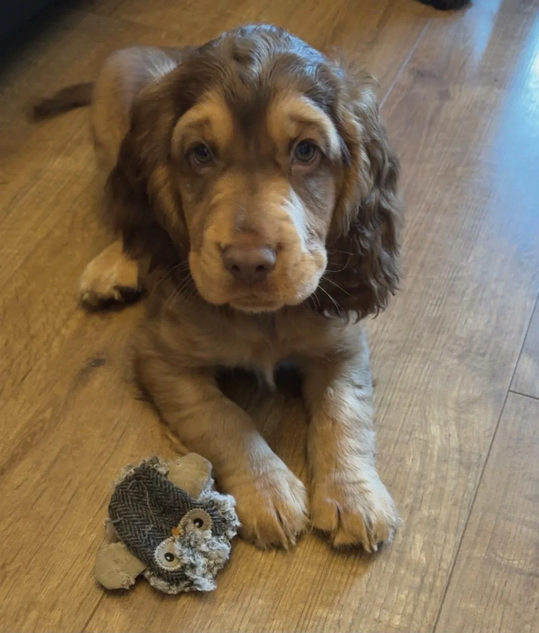 A chocolate cocker spaniel puppy lying on the floor beside a plush toy