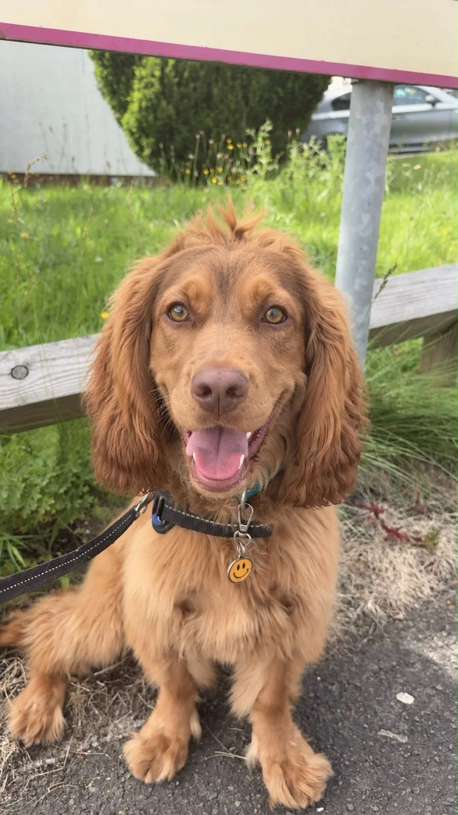 Llinos's golden cocker spaniel sitting on a path in its collar, out on a walk